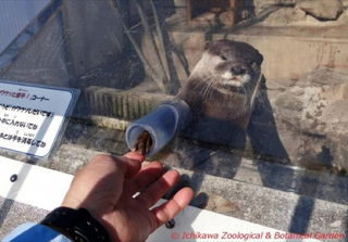 Illustration for article titled Handshakes Don't Get Much Cuter Than with Otters